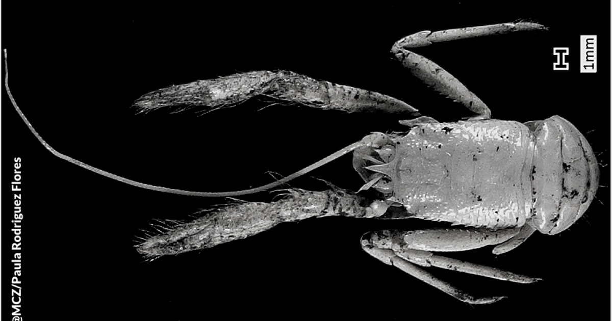 Scientists Discover Five New Species of Deep-Sea Squat Lobster 